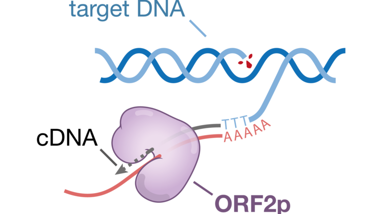 Model for target-primed reverse transcription.