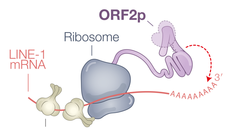 Model for cis-preference on the ribosome.