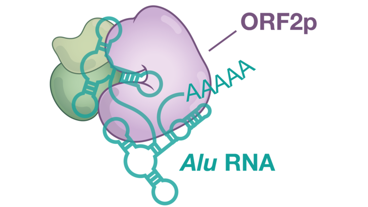 Hypothetical model of the Alu RNP with ORF2p.