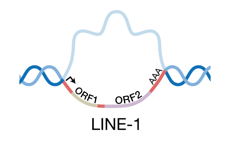 Schematic showing the LINE-1 element with ORF1 and ORF2.