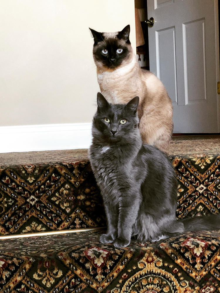 labcats