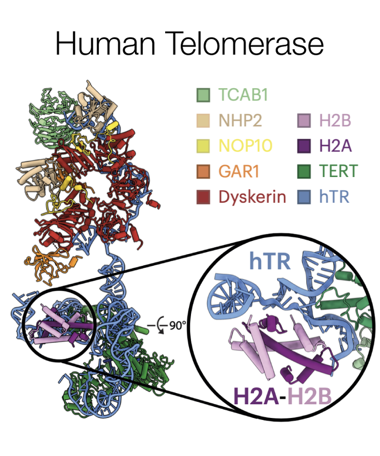 Human Telomerase