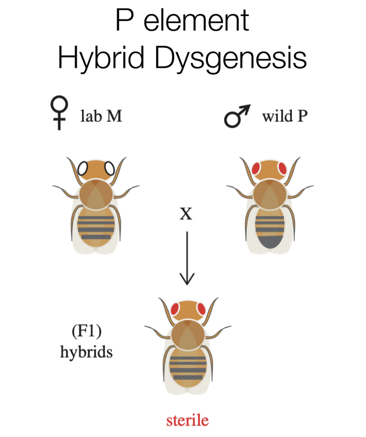 P element Hybrid dysgenesis