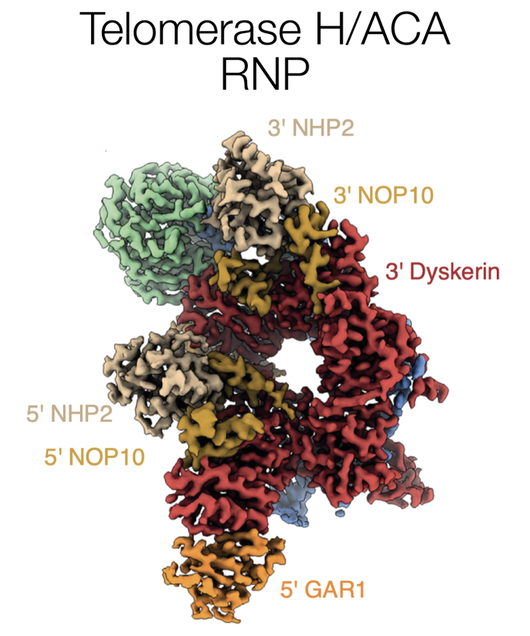Telomerase HACA RNP
